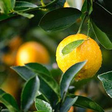 Linen Spray - Lemon Citrus